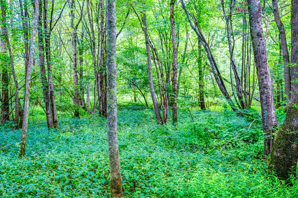 Exuberante sotobosque en bosque —  Fotos de Stock