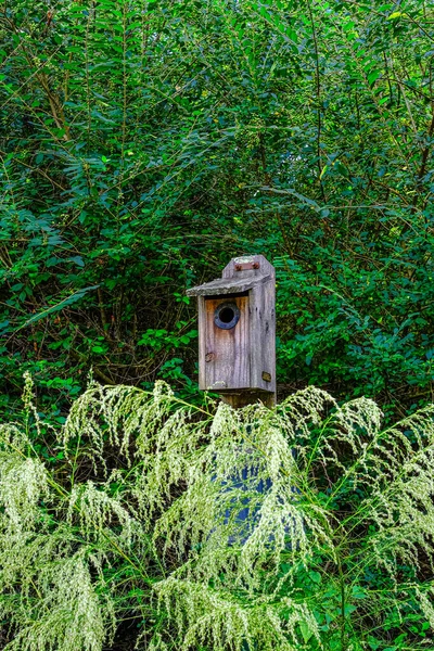 Casa de madera pájaro —  Fotos de Stock