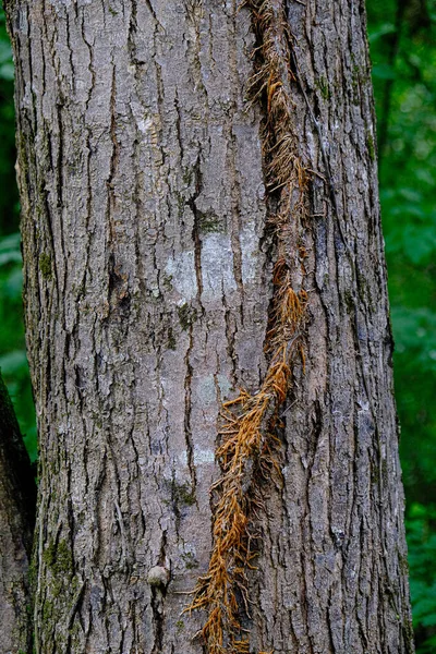 Vinha morta na árvore — Fotografia de Stock