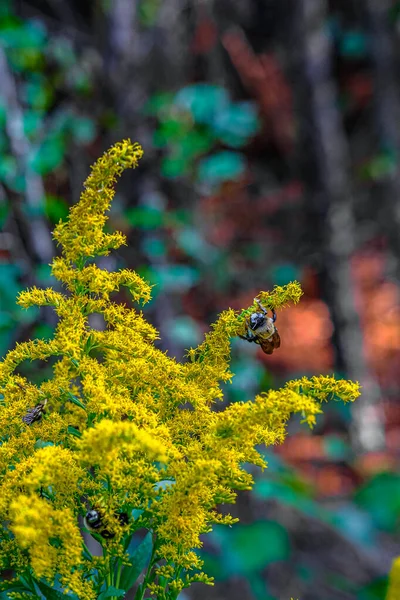 Abeille sur la verge d'or — Photo