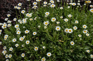 Yaz aylarında papatyalar