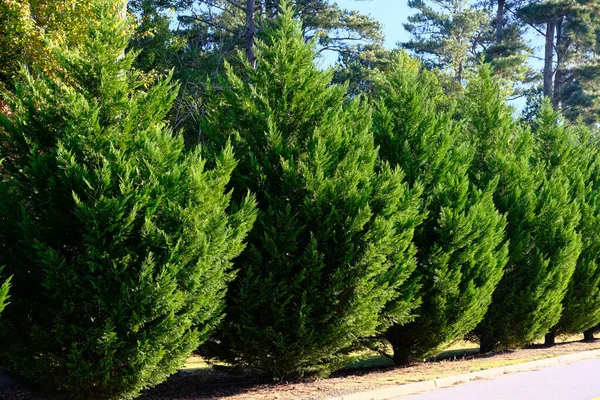 Leyland Cypress Trees — Stock Photo, Image