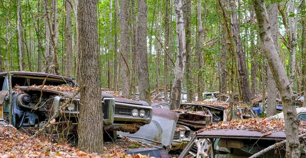 Strato di auto distrutte nel bosco — Foto Stock