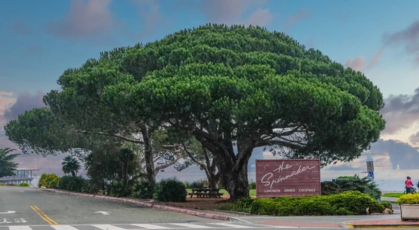 Enorme árbol en el Spinnaker en Sausolito —  Fotos de Stock