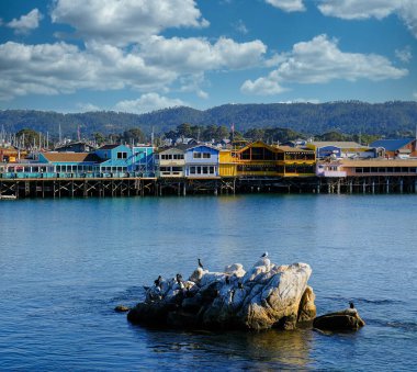 Monterey yakınlarındaki Kayalıklarda Kuşlar