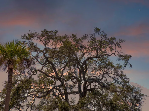 Quercia Palme Contro Cielo Blu — Foto Stock