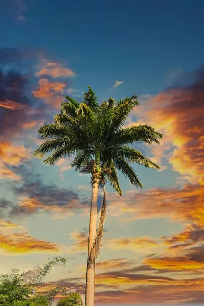 Tall Palm Tree Under Sunset Sky — Stock Photo, Image