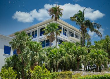 Bermuda 'da White Hotel' in yanındaki Palmiye Ağaçları