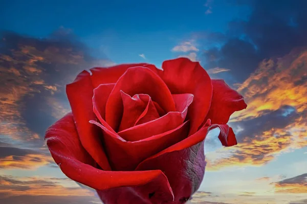 Rose rouge foncé au lever du soleil — Photo
