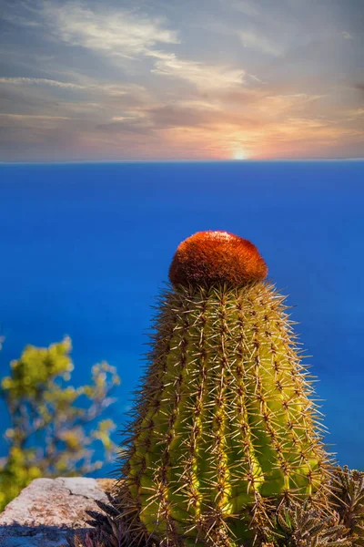 Kaktus mit Blick auf das Meer bei Sonnenuntergang — Stockfoto