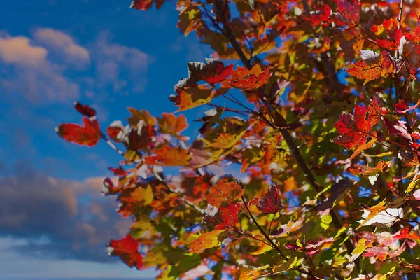 Many Colorful Leaves at Dusk — Stock Photo, Image