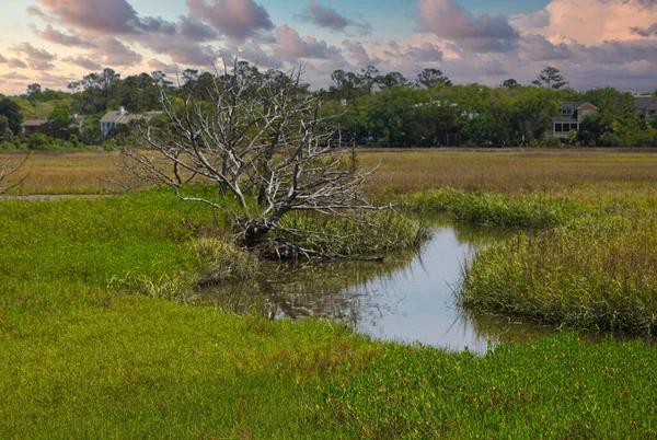 Tree in Saltwater Marsh at Dusk — Stock Photo, Image