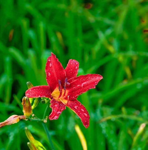 Tiger Lily in Rain.jpg — Stock Photo, Image