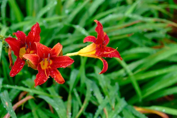 Tiger Lillies on Green — Stock Photo, Image