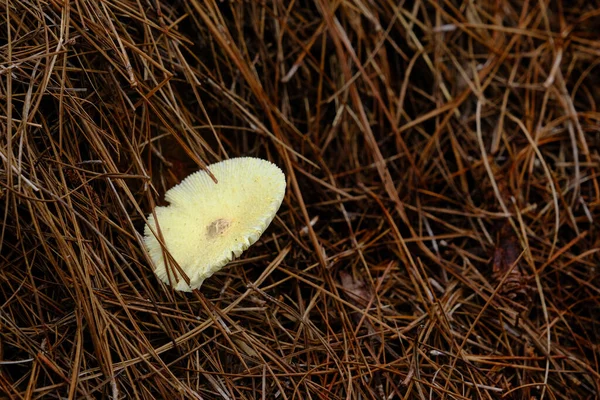Cogumelo selvagem em PInestraw — Fotografia de Stock