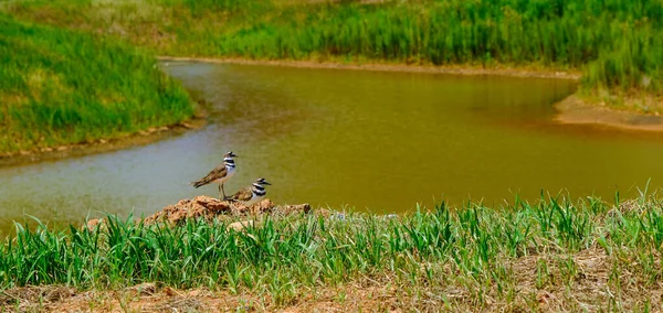 Two Killdeer by Retention Pond — Stock Photo, Image