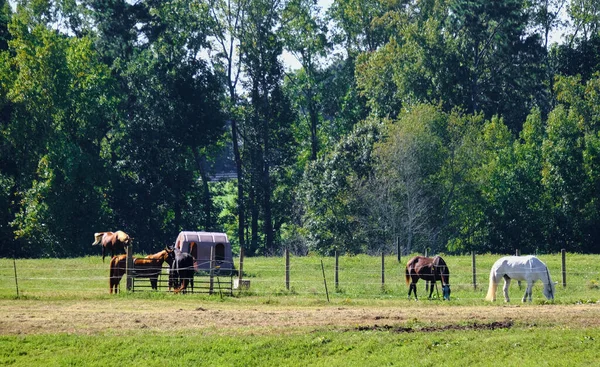 Caballos detrás de la cerca —  Fotos de Stock