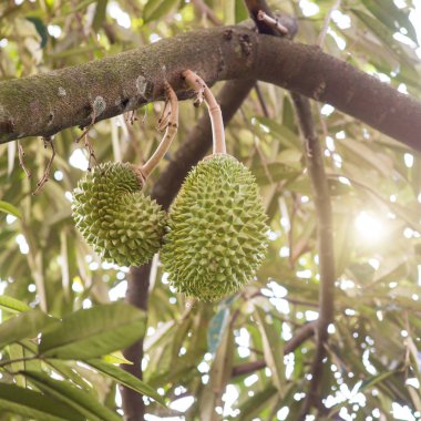 Orchard ağaçta meyve durian kralı.