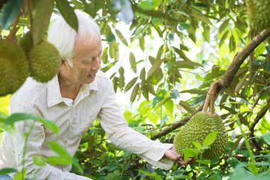 Asya çiftlik insanların orchard ağacında durian üzerinde kontrol.