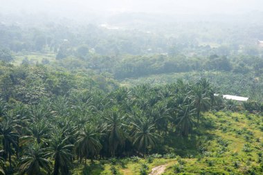 Asya 'daki palmiye yağı ekiminin havadan görünüşü. Tarım geçmişi.