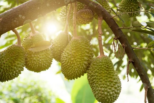 新鮮なジャコウネコ王の果樹園 熱帯果実の木にドリアン — ストック写真