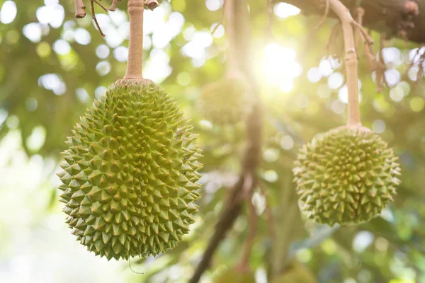 Fresh Durian Tree Garden King Fruit — Stock Photo, Image
