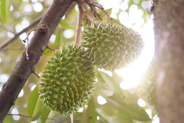 Close Fresh Musang King Durian Tree Orchard Tropical Fruit — Stock Photo, Image
