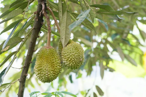 King Fruit Durian Tropical Fruit Tree — Stock Photo, Image