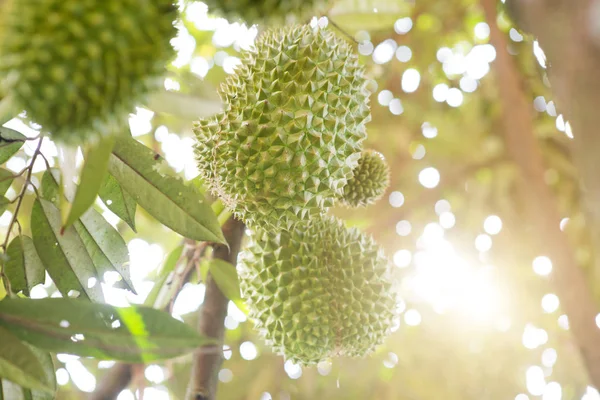 Musang Rey Durian Árbol —  Fotos de Stock