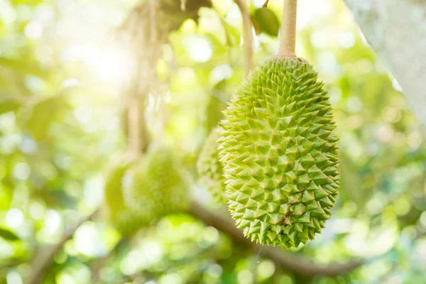 Cerca Del Rey Fruta Durian Árbol —  Fotos de Stock