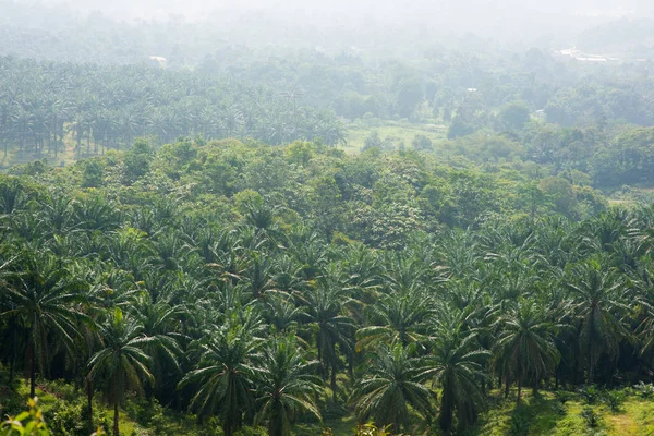 Vista Ariale Della Piantagione Palme Nell Asia Orientale — Foto Stock