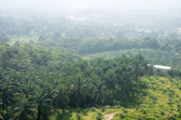 Letecký Pohled Plantáž Palmového Oleje Asii Zemědělské Pozadí — Stock fotografie