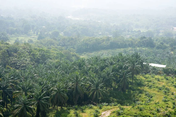 Vista Aérea Plantación Aceite Palma Asia Contexto Agrícola — Foto de Stock