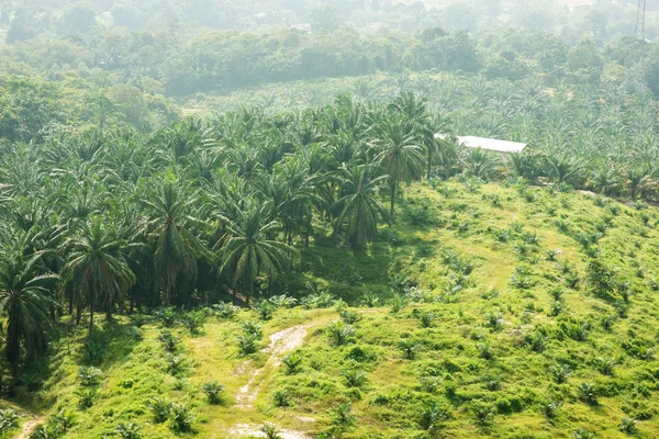 Hurma yağı tarım arazileri Seremban, Malezya