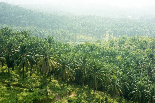 Vista Arial Plantación Aceite Palma Asia Oriental — Foto de Stock