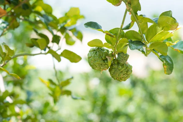 Pesticida Árvore Limão Kaffir Orgânico Livre Picadas Insetos Imperfeitas — Fotografia de Stock