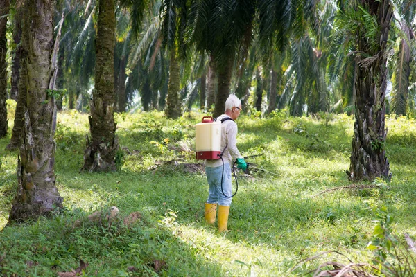 Lavoratore Sta Avvelenando Erbacce Nelle Piantagioni Palme Olio — Foto Stock