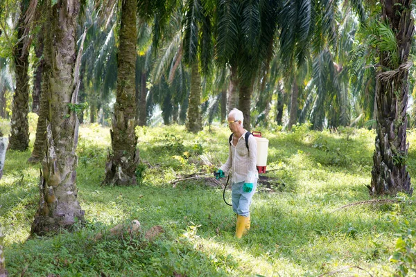 アジア人労働者は 油ヤシのプランテーションで雑草を中毒です — ストック写真