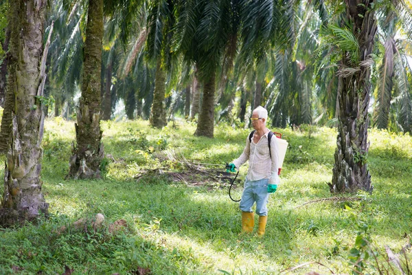 Trabalhador Óleo Palma Está Pulverizando Herbicidas Para Envenenar Ervas Daninhas — Fotografia de Stock