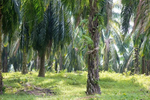 東南アジアでパーム油のプランテーション — ストック写真