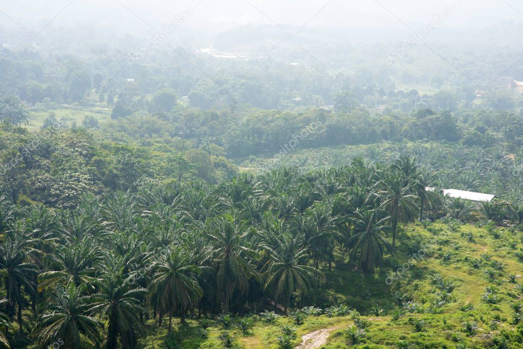 Aerial view of palm oil plantation in Asia. Agricultural background.