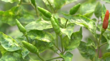 Taze olgun Tay chili biber ağacı sebze Bahçe, tarım kavram üzerinde.