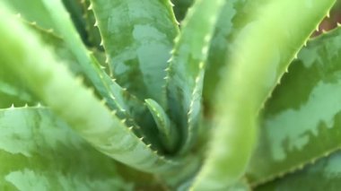 Aloe vera bitki görüntüleri video
