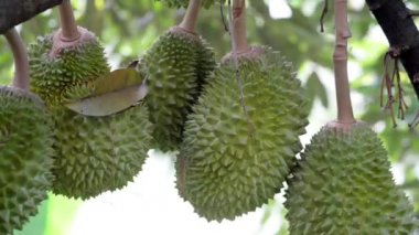 Bahçede meyve kralı ağaçta taze durian.