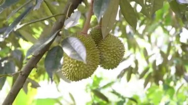 Bahçede meyve kralı ağaçta taze durian.