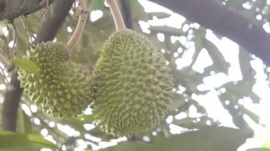 Bahçede meyve kralı ağaçta taze durian.