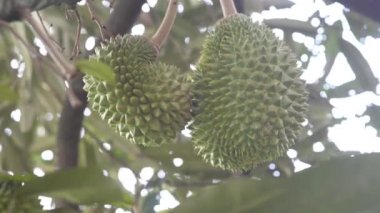 Bahçede meyve kralı ağaçta taze durian.