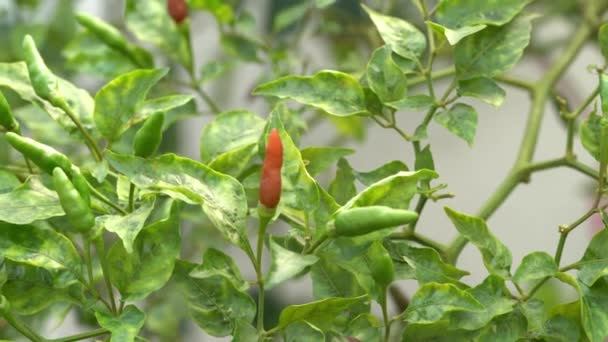 Fresco Chile Tailandés Maduro Árbol Huerto Concepto Agricultura — Vídeo de stock