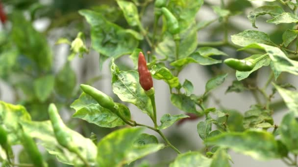 Frische Reife Thailändische Chilischote Auf Baum Gemüsegarten Landwirtschaftliches Konzept — Stockvideo