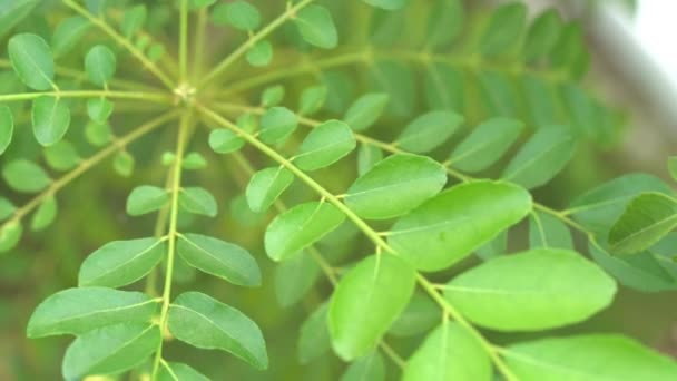 Curry Leaves Tree Plant Close Footage — Stock Video